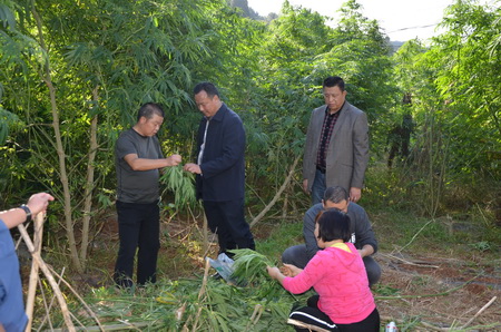 工業(yè)大麻測產(chǎn)現(xiàn)場