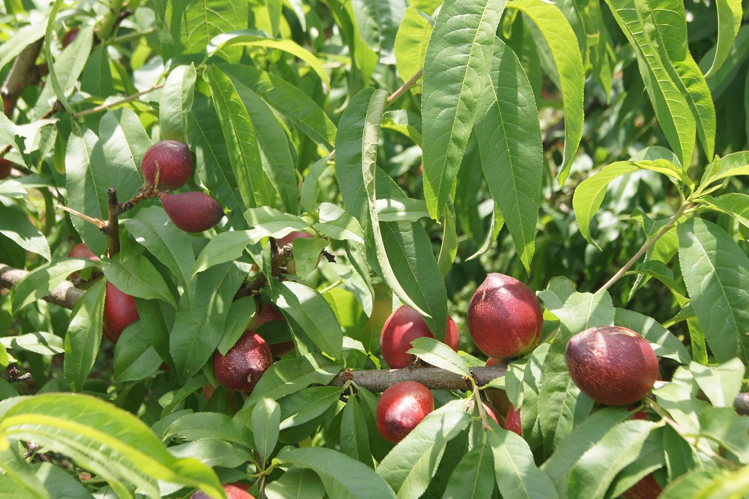 圖二，冒水洞村油桃產(chǎn)業(yè).JPG